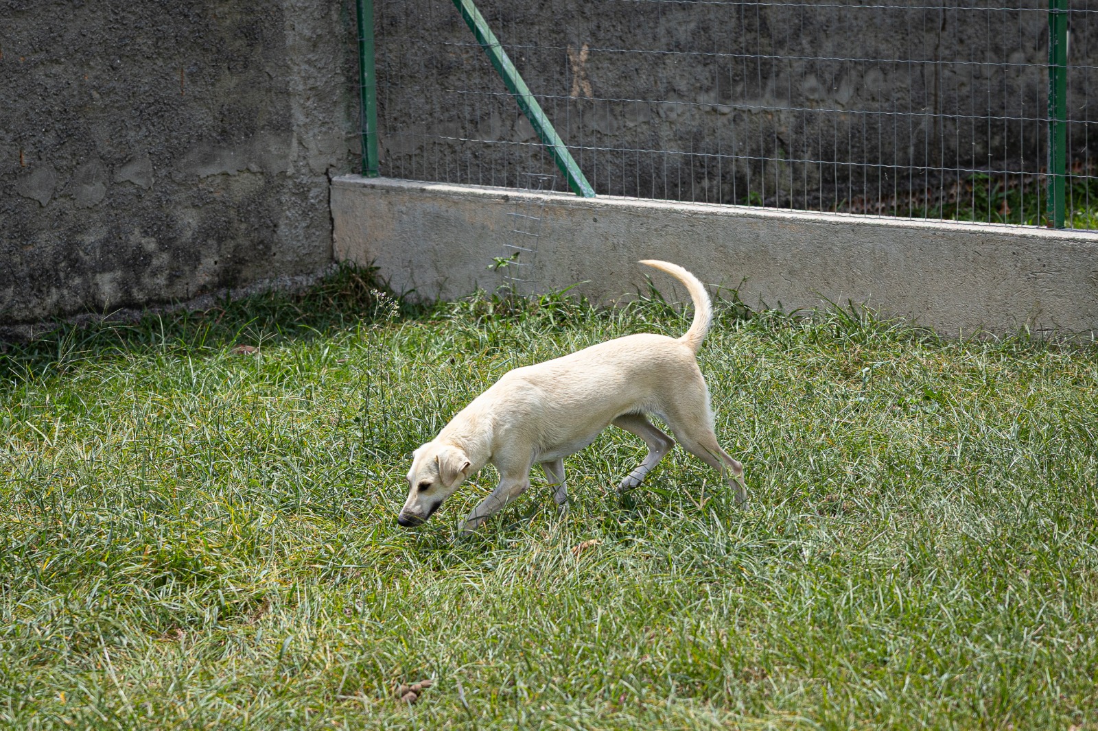 Branquinha
